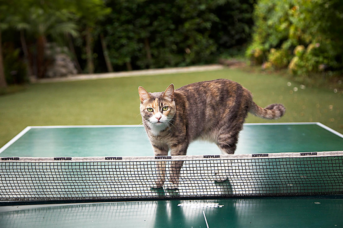 Bob Clearmountain's cat, Walter Bob Clearmountain's cat, Walter